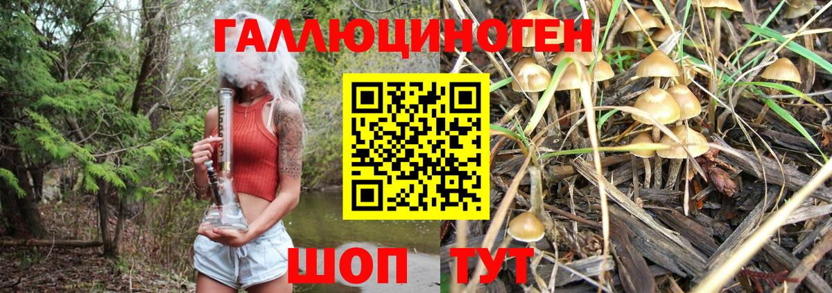 Димитровград  Галлюциногенные грибы Cubensis  Вход с VPN 